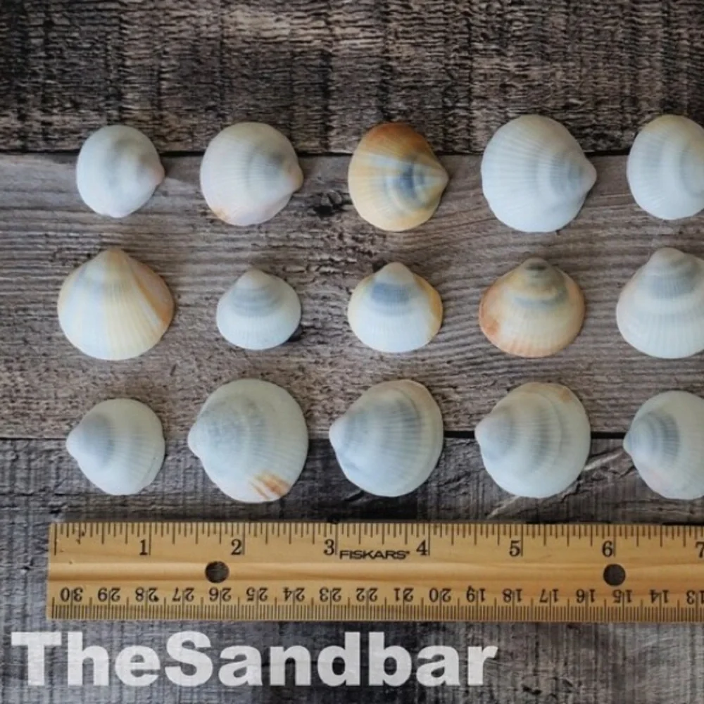 Florida Seashells Vase Filler Bulk Gray Bittersweet Clam Craft Supply TheSandbar